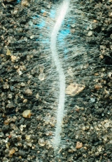 Raphanus Sativus Imprime: Young root of the radish, Raphanus