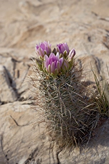 North America Botany Imprime: 27071_work