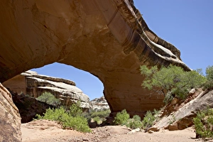 Natural Bridges National Monument Imprime: 27146_work