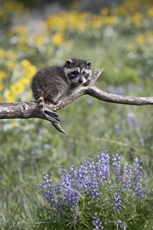 Montana Wildlife Images Imprime: 27196_work