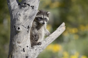 Montana Wildlife Images Imprime: 27202_work