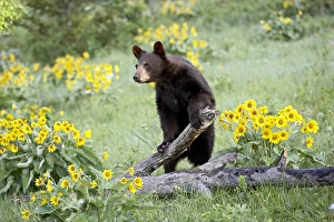 Black Bear In Captivity Imprime: 27237_work