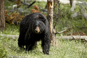 Ursus Americanus Images Imprime: 27399_work