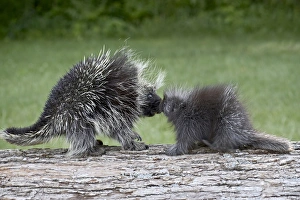 Minnesota Wildlife Images Imprime: 27488_work