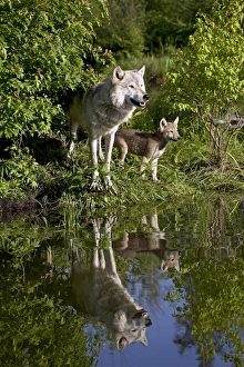 Canis Lupus Photos Imprime: 27550_work