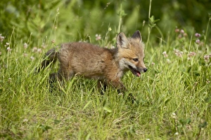 Outdoor Mammal Images Imprime: 27623_work
