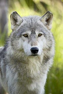 Minnesota Wildlife Images Imprime: 27664_work