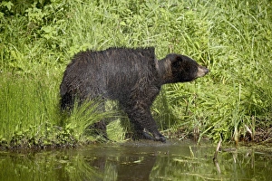 Ursus Americanus Images Imprime: 27680_work