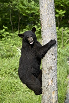 Ursus Americanus Images Imprime: 27690_work