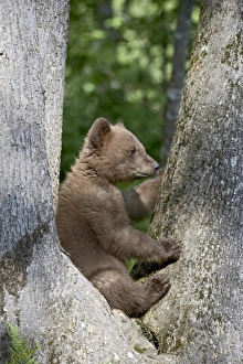 Black Bear Cub Imprime: 27697_work