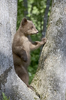Black Bear Cub Imprime: 27698_work