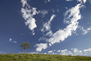 Custer State Park Imprime: 27748_work
