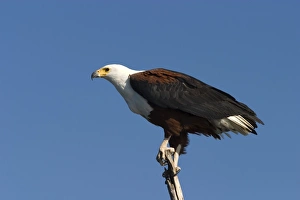 African Fish Eagle Imprime: African fish eagle