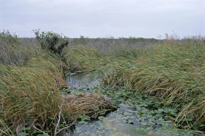 United States Nature Reserves Imprime: Anhinga trail