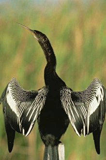 Colorful Natural World Images Imprime: Anhingas drying wings