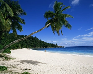 Tropical Palm Tree Photography Imprime: Anse Interdance