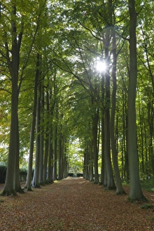 Cotswolds Landscape Images Imprime: Avenue of beech trees, Mickleton, Cotswolds, Gloucestershire, England, United Kingdom