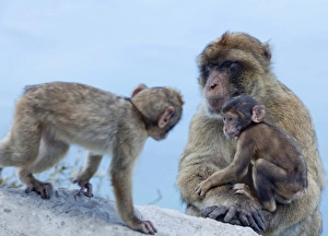 Cute Monkey Photos Imprime: Barbary macaques (Macaca sylvanus) interaction, Gibraltar, Europe