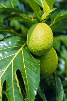 Breadfruit Tree Imprime: Breadfruit