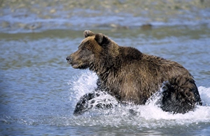 Colorful Animal Pictures Imprime: Brown Bear