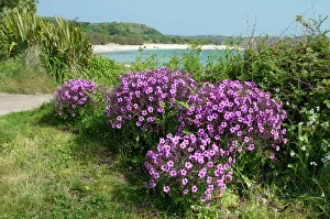 Impresiones de Bryher Islas de las Scilly Reino Unido Europa : Featured Photograph