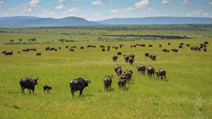 Maasai Mara Wildlife Imprime: Buffalo (Bubalus Bubalis) (Syncerus caffer)