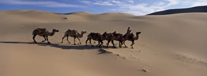 Central Asia Desert Landscapes Imprime: Camel train