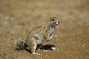Namibian Wildlife Images Imprime: Cape ground squirrel