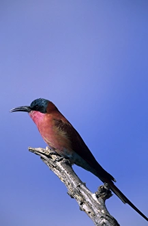 Imágenes fechadas el 8 de enero de 2000: Colibrí carminio comilón