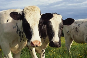 Outdoor Animal Images Imprime: Cattle