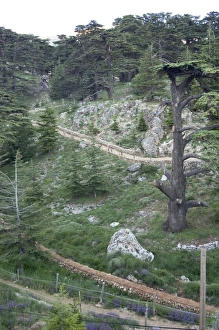 Cedars Of Lebanon Imprime: Cedars of Bcharre
