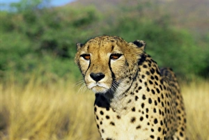 Namibia Imprime: Cheeta, Nambia