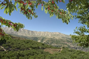 Middle East Heritage Sites Imprime: Cherry tree