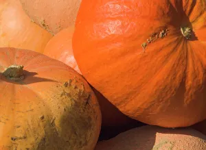 Contemporary Travel Destinations Imprime: Close-up of pumpkins
