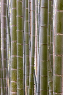 Honshu Island Scenery Imprime: Close-up of stems