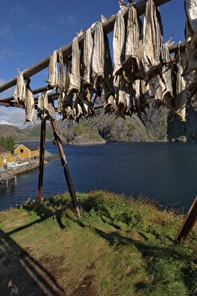Scandinavian Village Life Imprime: Cod drying