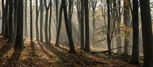 Fagus Sylvatica UK Imprime: Common beech (Fagus sylvatica) trees, morning sunlight, autumn colour, Kings Wood