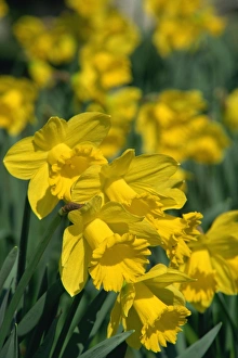 Garden Flower Photography Imprime: Daffodils