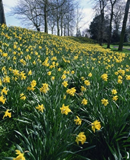Vibrant Yellow Flowers Imprime: Daffodils in spring