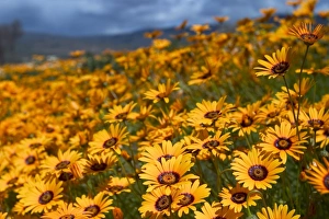 Outdoor Botany Images Imprime: Daisy (Dimorphotheca sinuata)