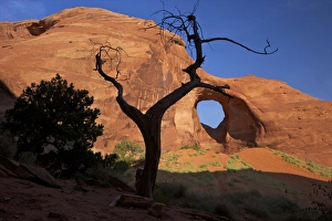 Monument Valley Photography Imprime: Dead juniper tree frames Ear of the Wind Arch