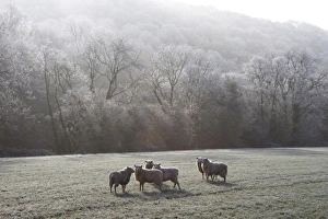 United Kingdom Natural World Imprime: Devon sheep, Exe Valley, Devon, England, United Kingdom, Europe