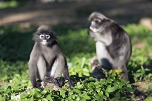 Mono de lenguaje oscuro (Trachypithecus obscurus), Provincia de Prachuap Khiri Khan, Tailandia, Sudeste Asiático