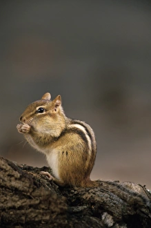 Eastern Chipmunk Imprime: Eastern Chipmunk, (Eutamia spp), Algonquin Provincial Park, Ontario, Canada