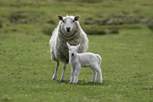 UK Countryside Scene Imprime: Ewe with lamb