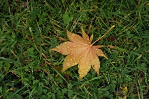 Dew Drops On Grass Imprime: Fallen leaf on grass, with dew drops