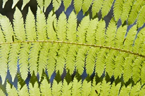 Nature Photography Tips Imprime: Ferns