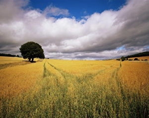 Scotland Outdoor Photography Imprime: Fields of cereals