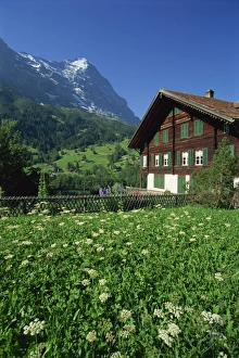 Eiger Mountain View Imprime: Fields and chalets at Grindelwald with the Eiger at 13026ft beyond