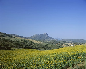Rural Spain Scenery Imprime: Fields of sunflowers